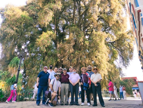 Arbol del tule